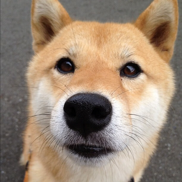 绿军核心空降撕裂之城，塔图姆末节19分率开拓者上演惊天逆转