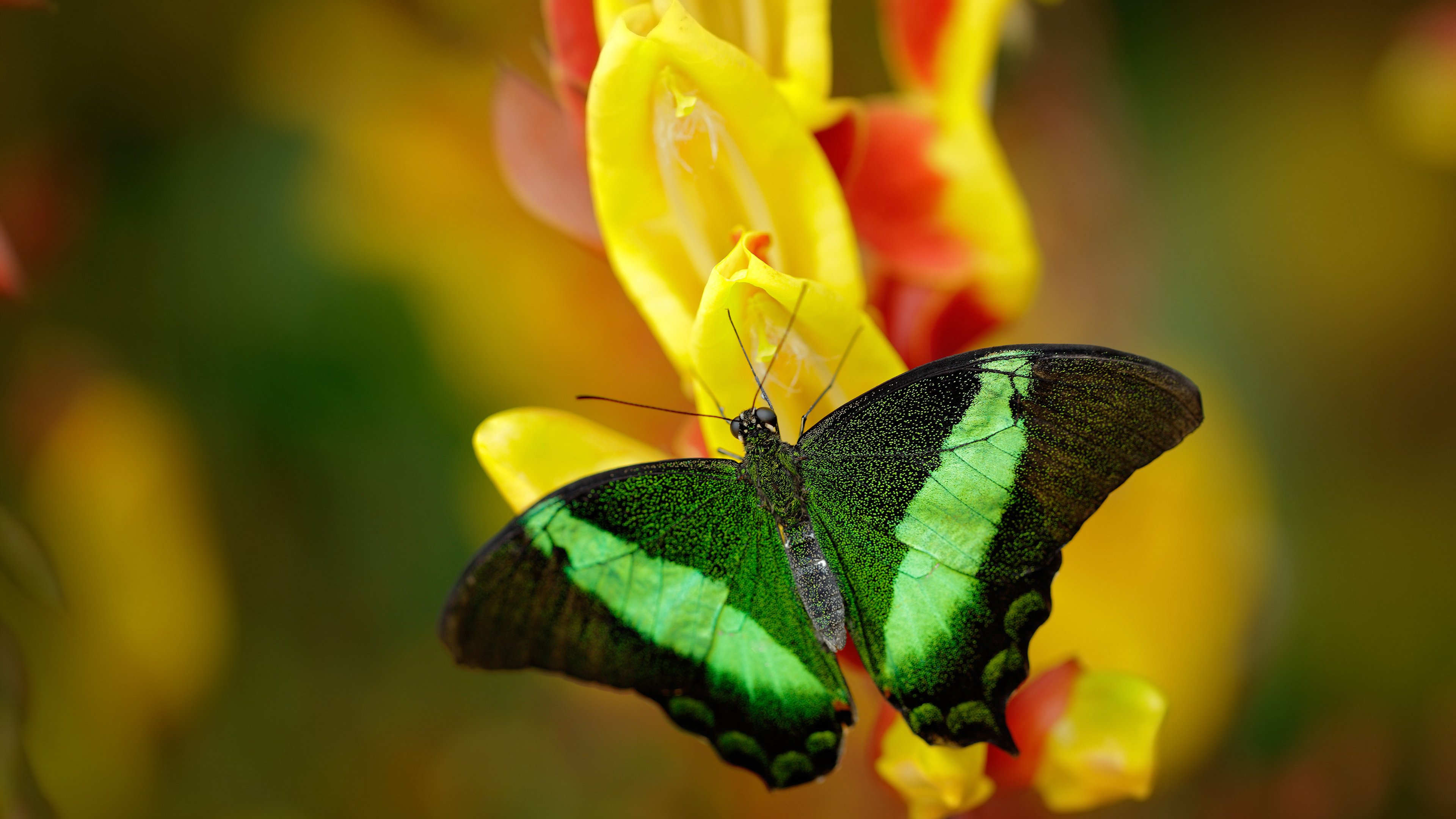孤胆英雄与铁血之师，布克扛起全队，开拓者鏖战山西