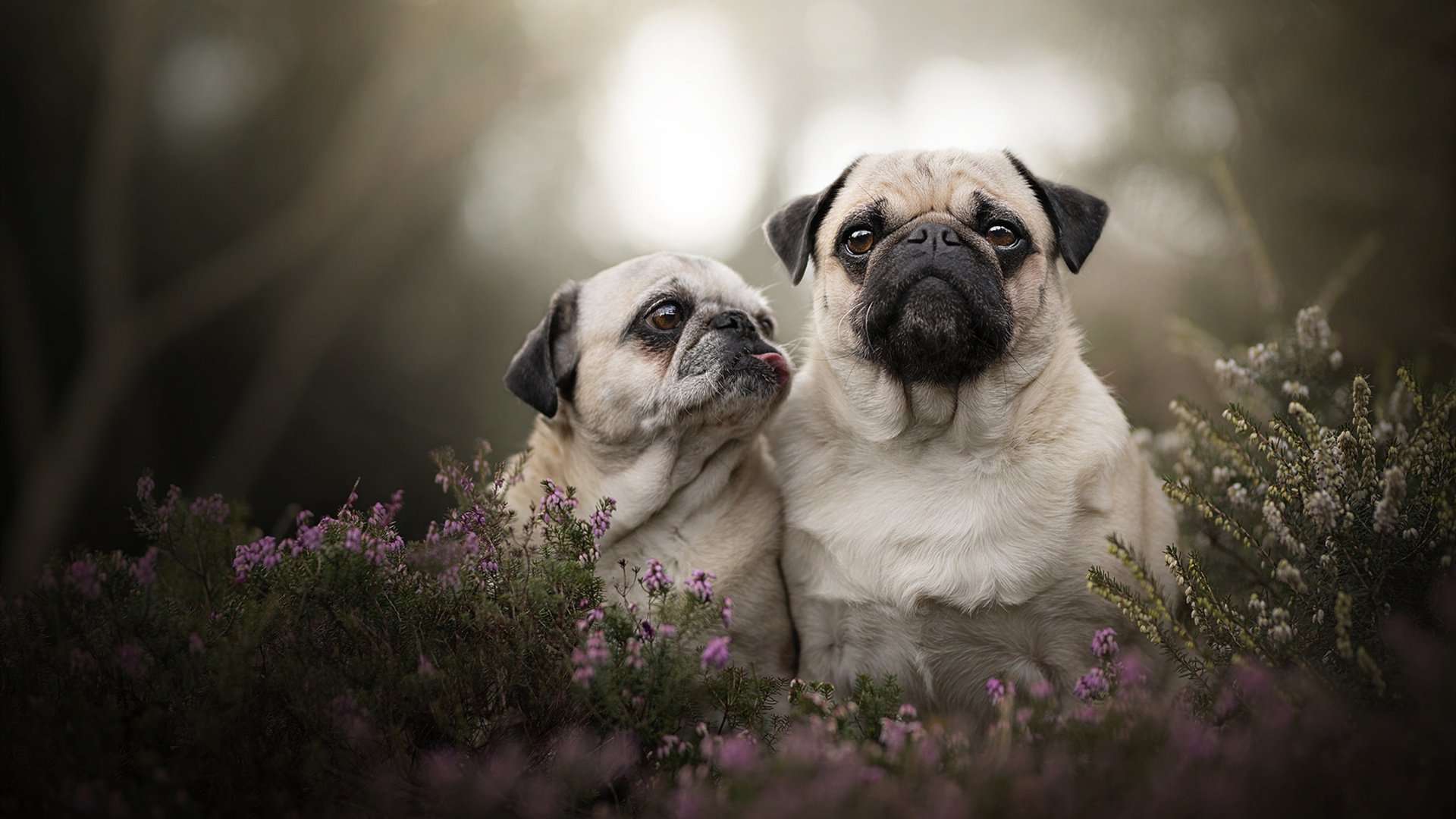 阿克个人能力完全展现,亚特兰大打穿克罗地亚防线