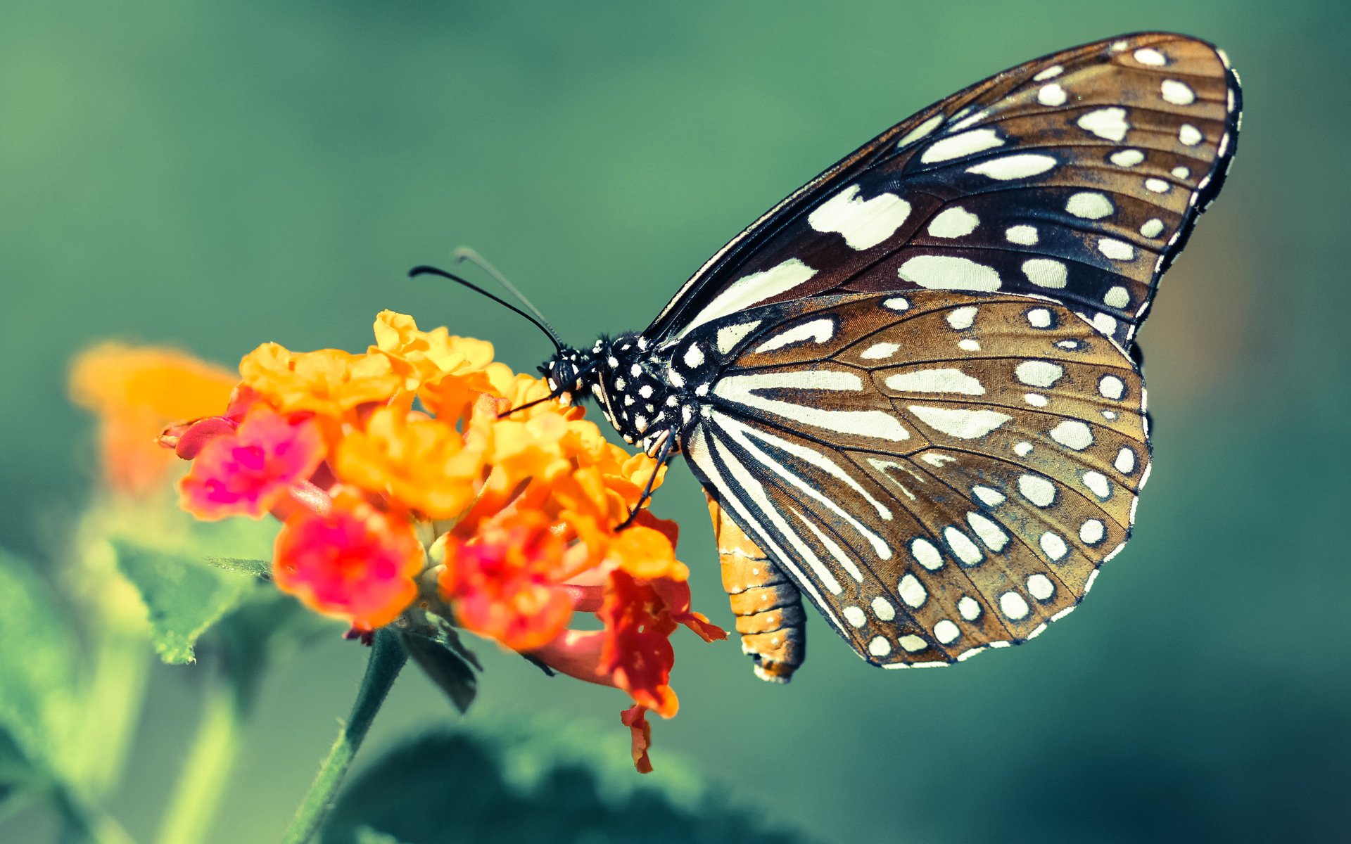 浙江队提前终结悬念，浓眉戴维斯诠释全场最佳无争议