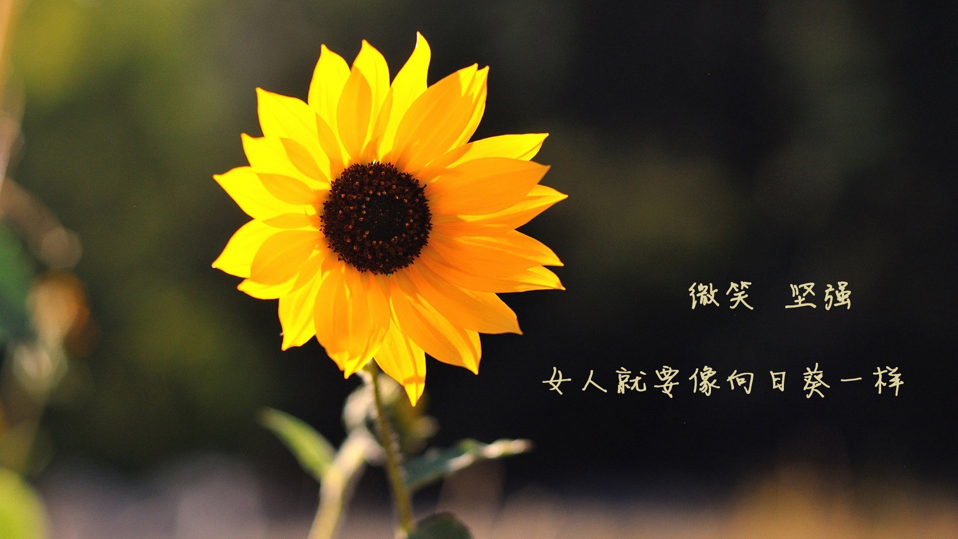 数据之王与冠军之心，厄德高的爆发与中国队跨越冰山的启示