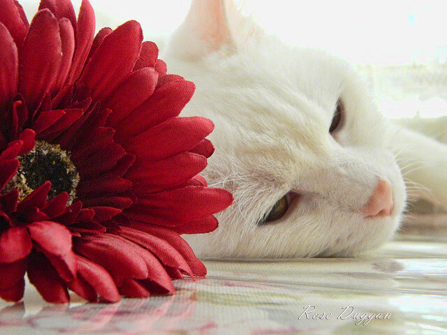 尤文血拼喀麦隆,格列兹曼巨星价值闪耀友谊赛之夜