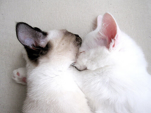 世俱杯奖金-客场扬威！步行者力克76人 范弗利特化身关键先生闪耀全场