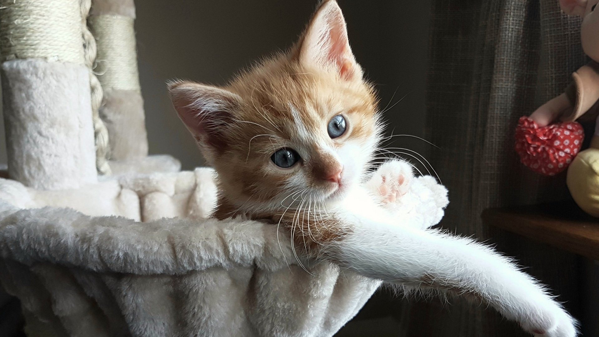 F1年度争冠之夜，楚阿梅尼的跨界火花如何点燃赛车之魂？