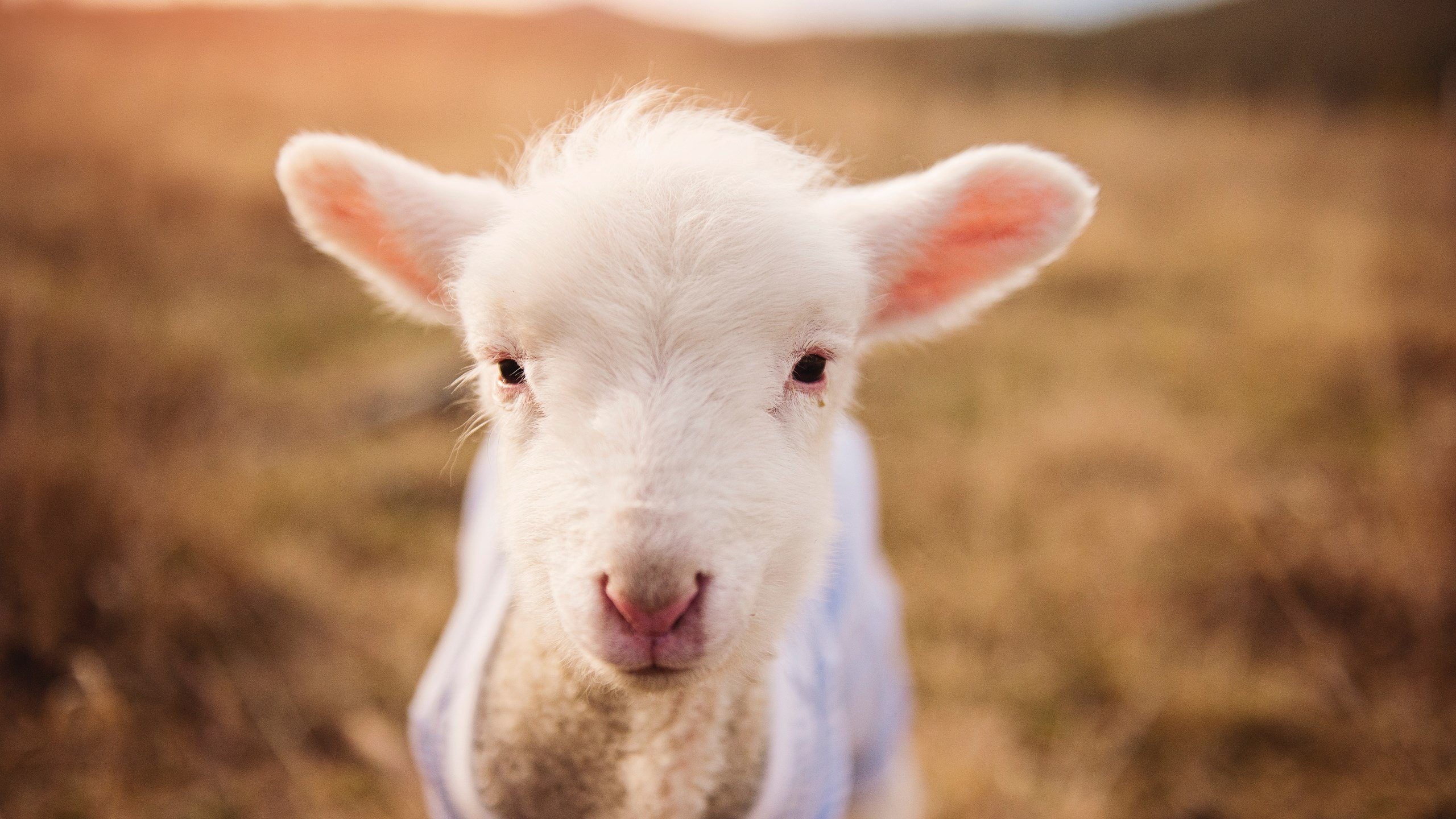 世俱杯奖金-天才绽放与铁血收割，足球世界冰与火的胜利哲学