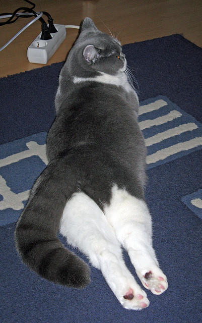 世俱杯直播-亚洲篮坛新王诞生！欧冠-亚洲决赛巅峰对决，浙江队强势击溃辽宁队问鼎冠军