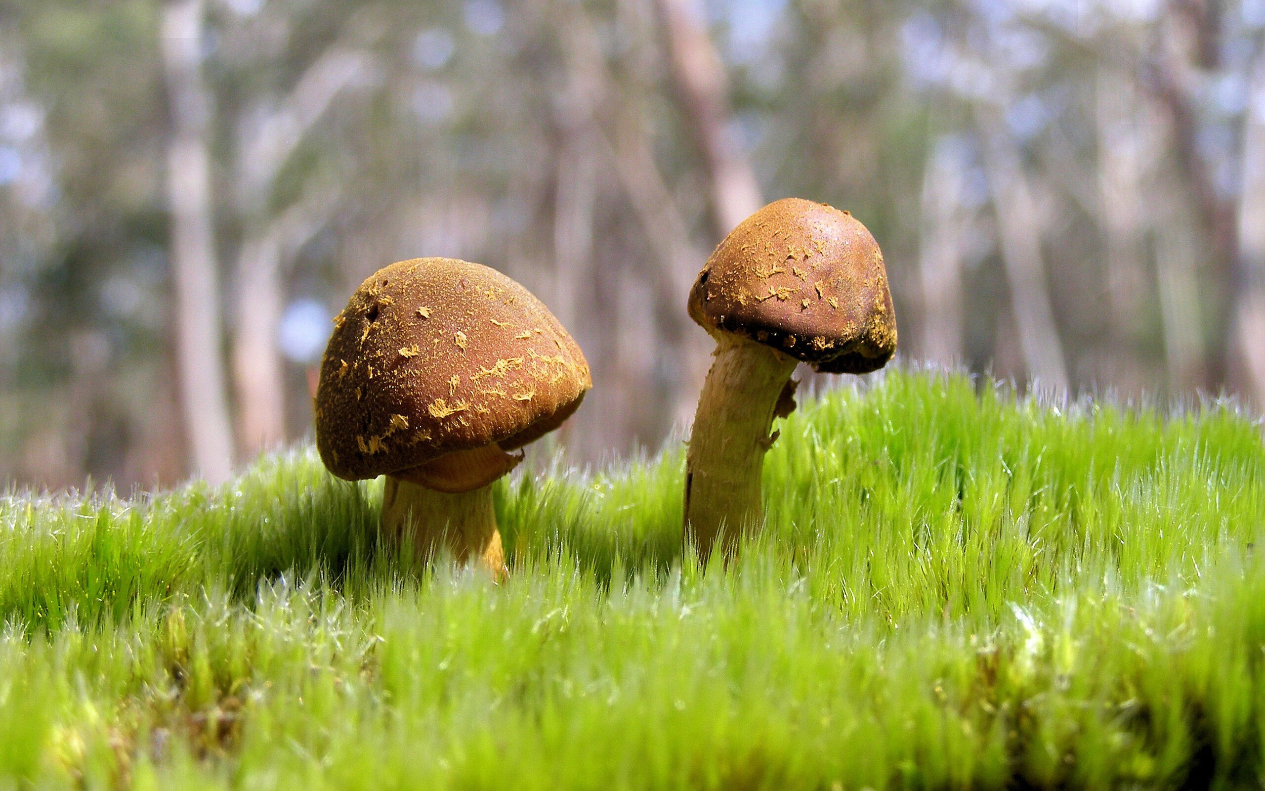 钢铁之舞与诸神的黄昏，布雷默如何让芬兰在毕尔巴鄂写下北境神话