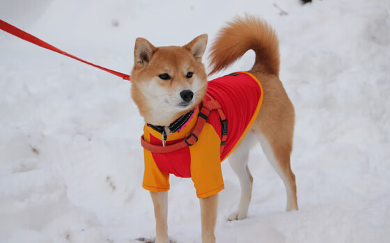 世俱杯-武切维奇惊艳四座，勇士强势碾压雄鹿
