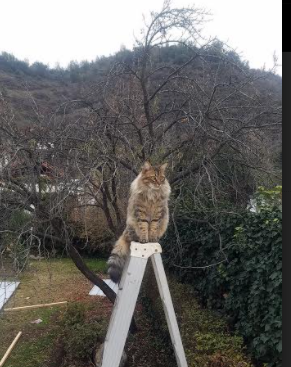 世俱杯奖金-跨越万里的篮球回声，东契奇的孤勇与新疆的合力