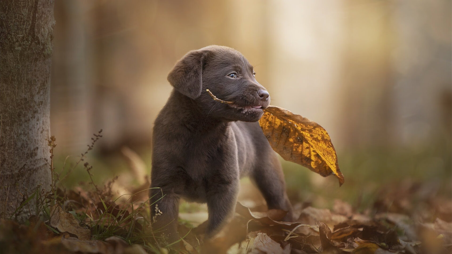 世俱杯改制-当世界排名在刀尖上悬停，赖斯用看不见的丝线织就胜利