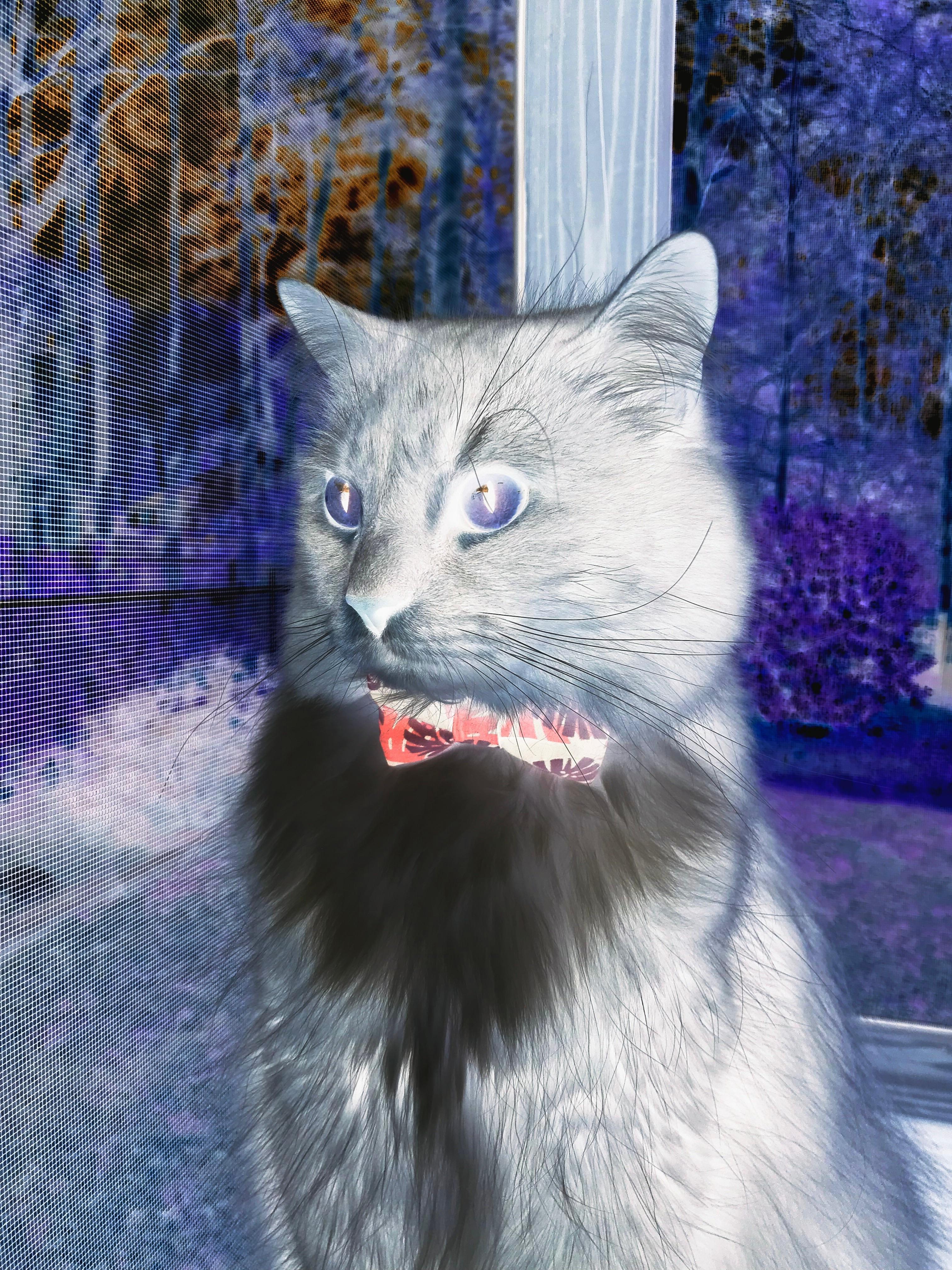 奥利维耶的独舞，当德意志战车在温布利哑火