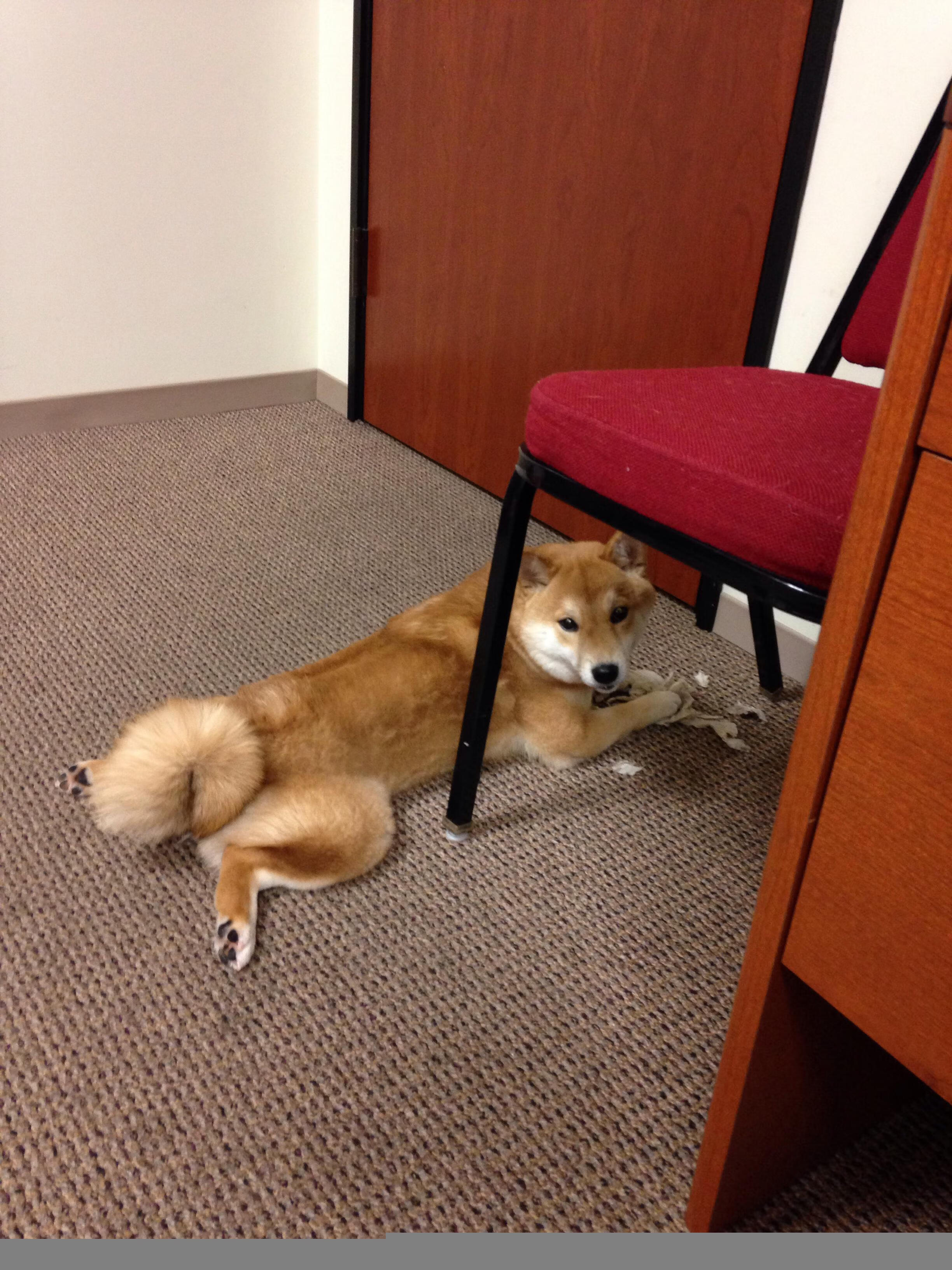 浙江队打穿勇士，约基奇欧冠决赛接管比赛，篮球世界的跨界震撼