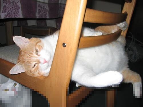 广东队击溃浙江队，塔图姆发挥堪称完美