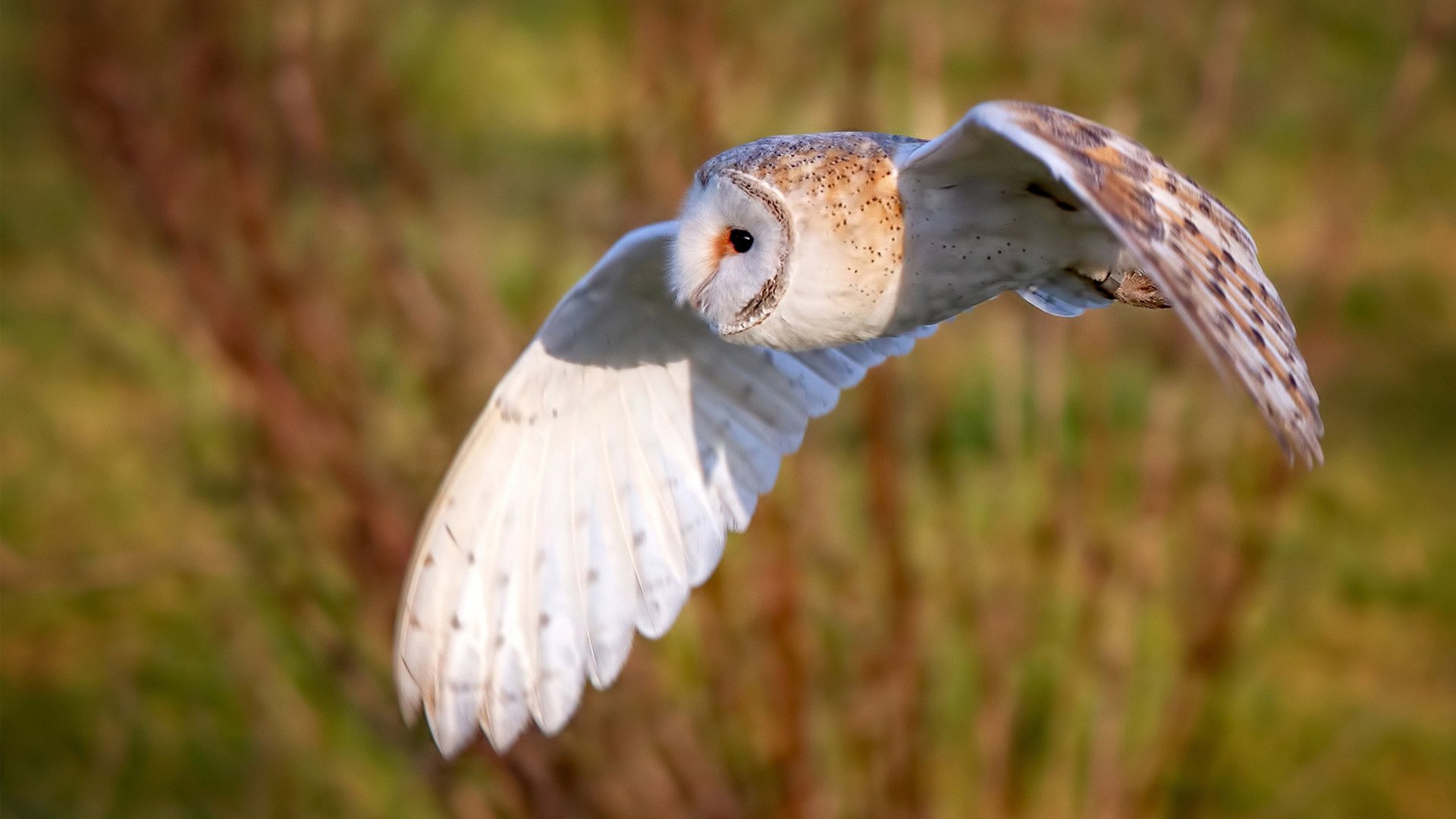 世俱杯直播-布雷默爆发闪耀全场，荷兰压哨绝杀加拿大，友谊赛上演史诗逆转