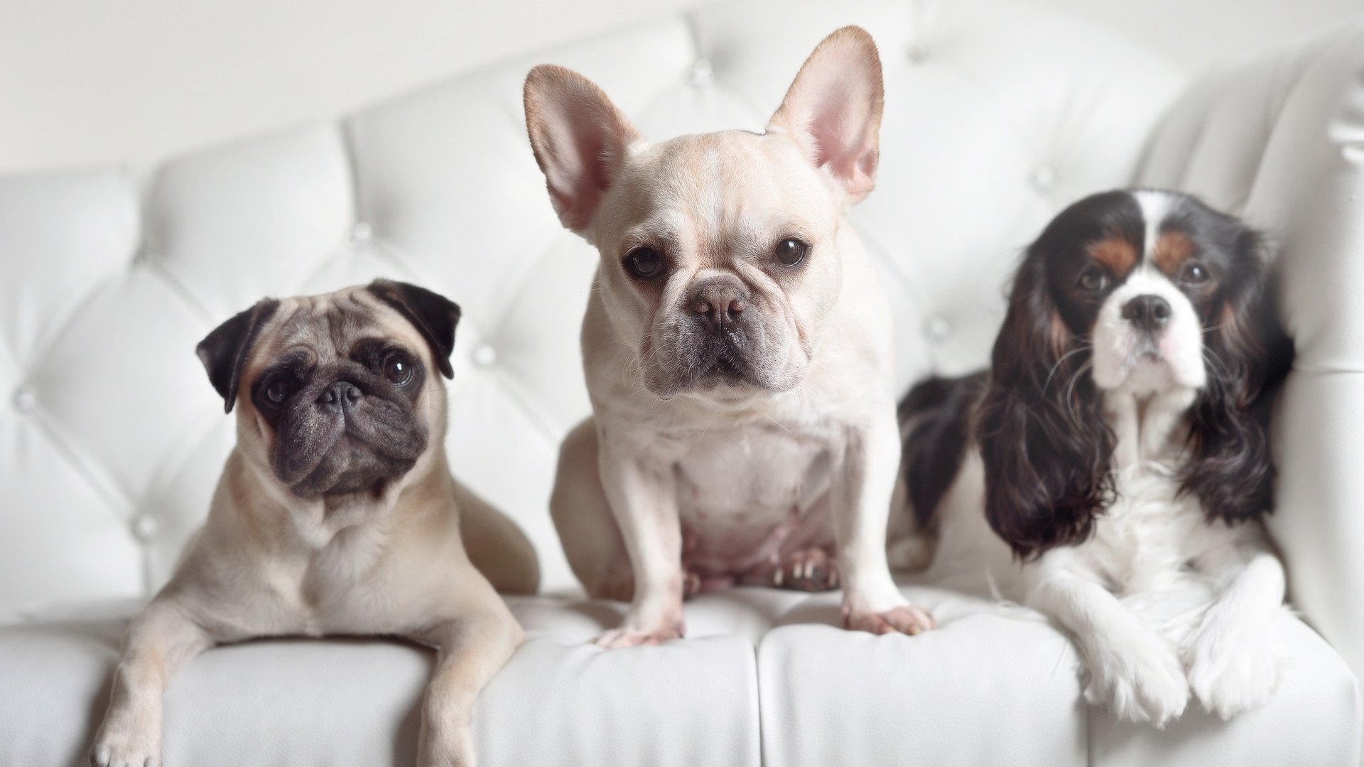 世俱杯奖金-年度焦点之战，挪威爆冷摩洛哥，足球世界为之震撼