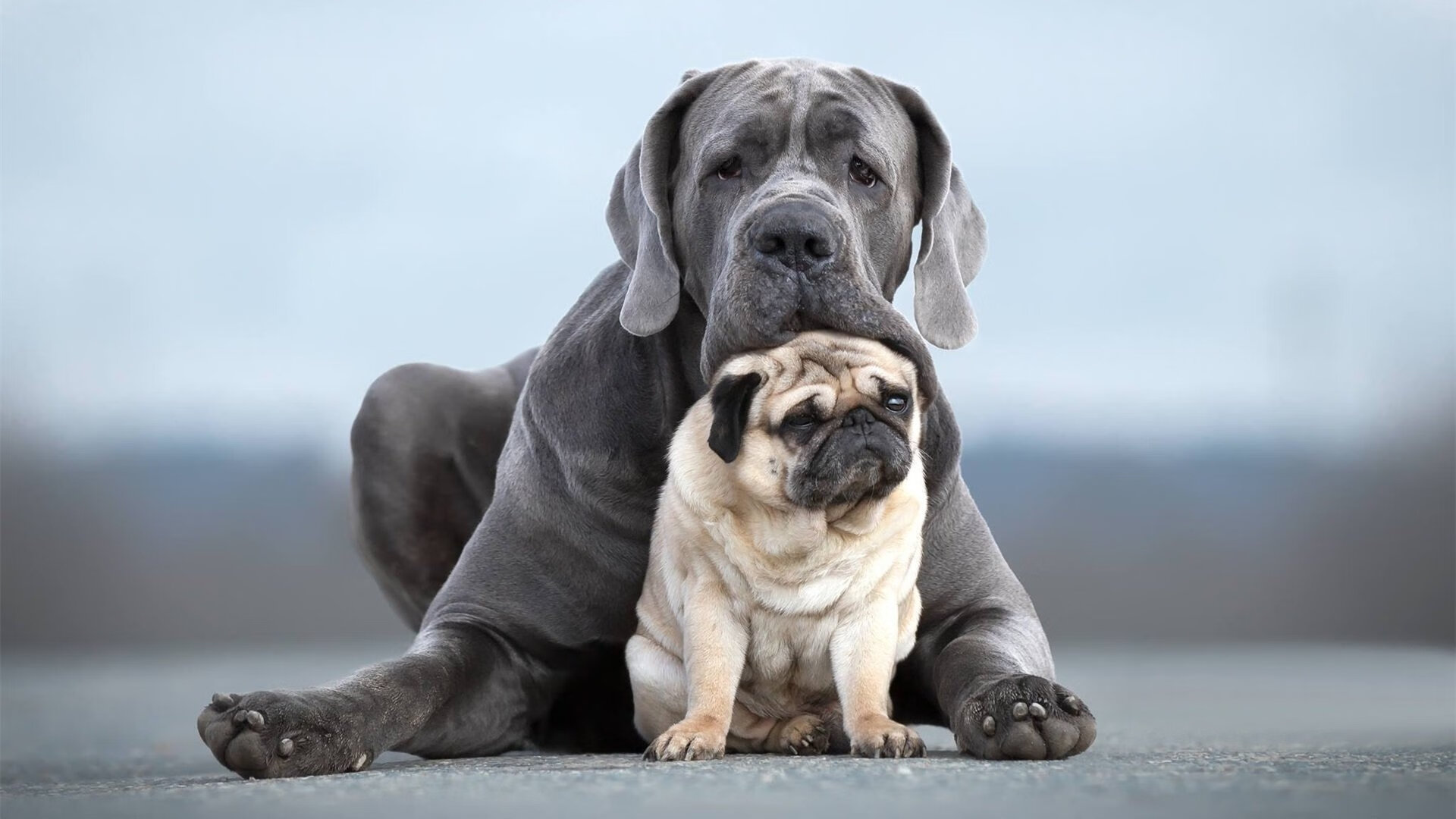 世俱杯奖金-不射门之王，格列兹曼用无形杀伤重定义意甲焦点夜