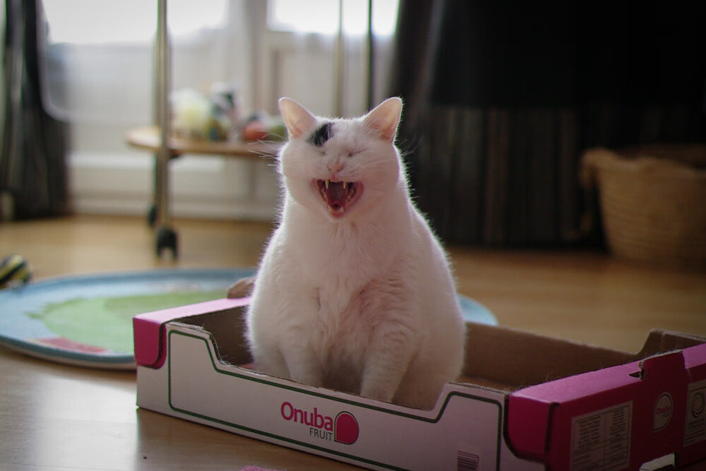 世俱杯奖金-破茧，卢卡库在马赛与葡萄牙的绿茵焦点战中证明自己