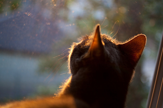 世俱杯-决胜时刻，公牛力克浙江问鼎年度总冠军