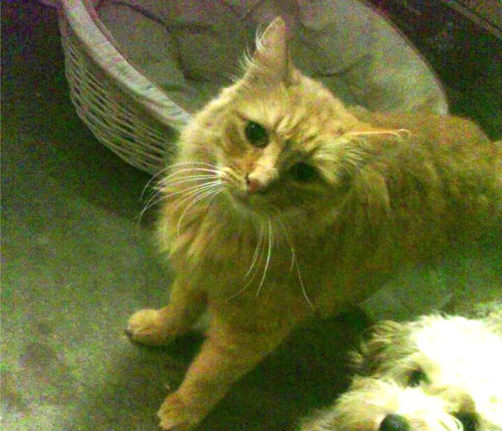 世俱杯赛程-2026世界杯之夜，猎鹰归队，哈弗茨雨中逆风改写历史