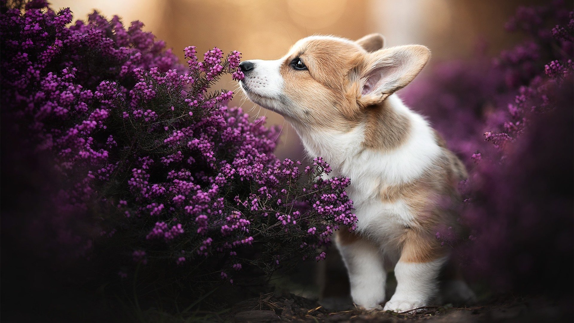 世俱杯-西班牙风暴冲垮白色王朝，萨内在年度焦点之战以孤胆英雄之姿接管比赛